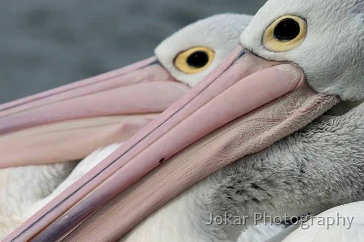 Yarralumla birds_20050830_097.jpg - Pelicans at Yarralumla